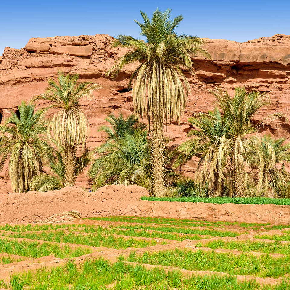 TOUGGOURT